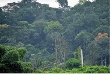 17/10/18   La Cte d'Ivoire lance son Projet d'investissement forestier de  18 millions